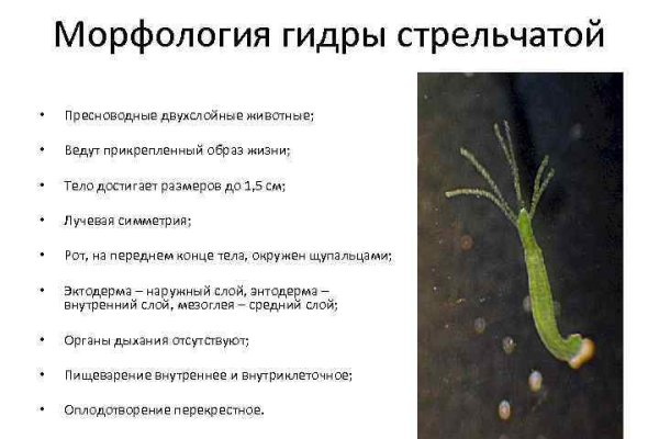 Кракен маркетплейс в тг
